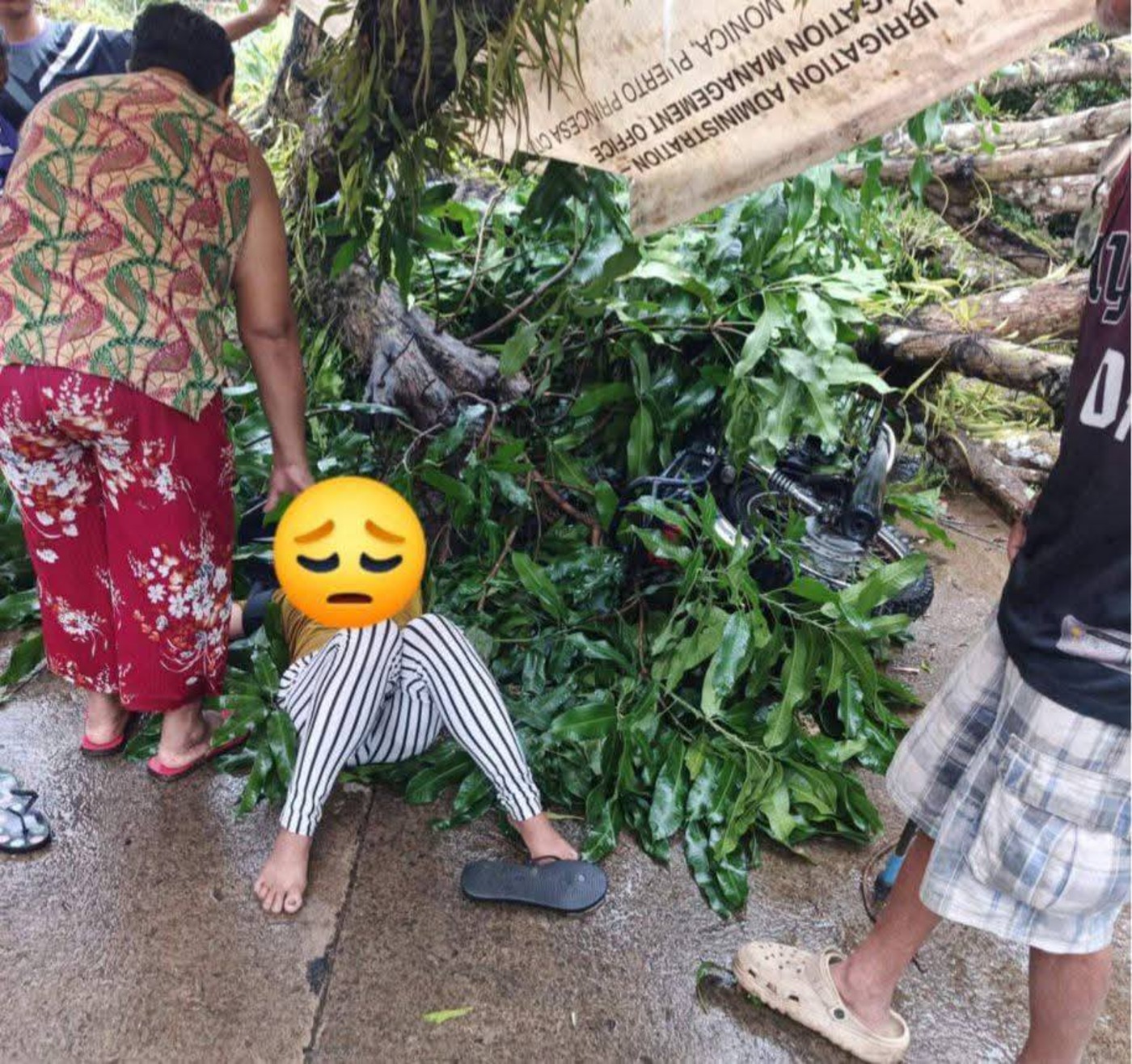 Woman injured by falling tree branch in Palawan — Could it have been prevented?